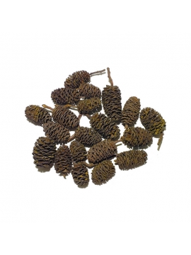 Alder Cones (50)