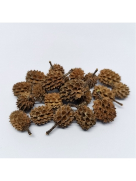 Casuarina Cones (25)