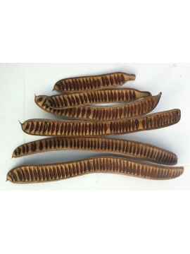 Delonix Regia Pods (1)