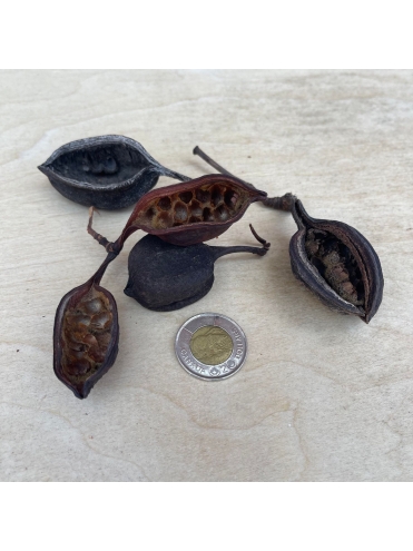 Brachychiton Pods (2)