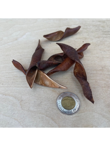 Kachnar Tree Pods (20)