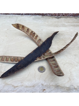 Delonix Regia Pods (1)