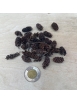 Alder Cones (50)