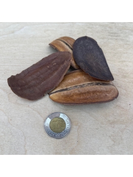 Puberula Seeds Pods (5)