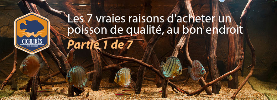 Les 7 vraies raisons d'acheter un poisson de qualité, au bon endroit : Partie 1 de 7
