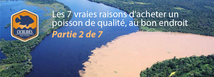 Les 7 vraies raisons d'acheter un poisson de qualité, au bon endroit : Partie 2 de 7