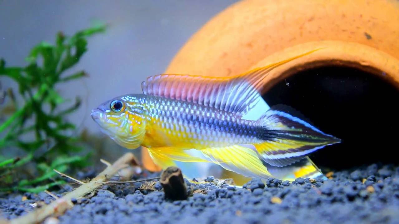 Apistogramma agassizii Tefe