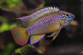 Apistogramma ortegai - Papagayo