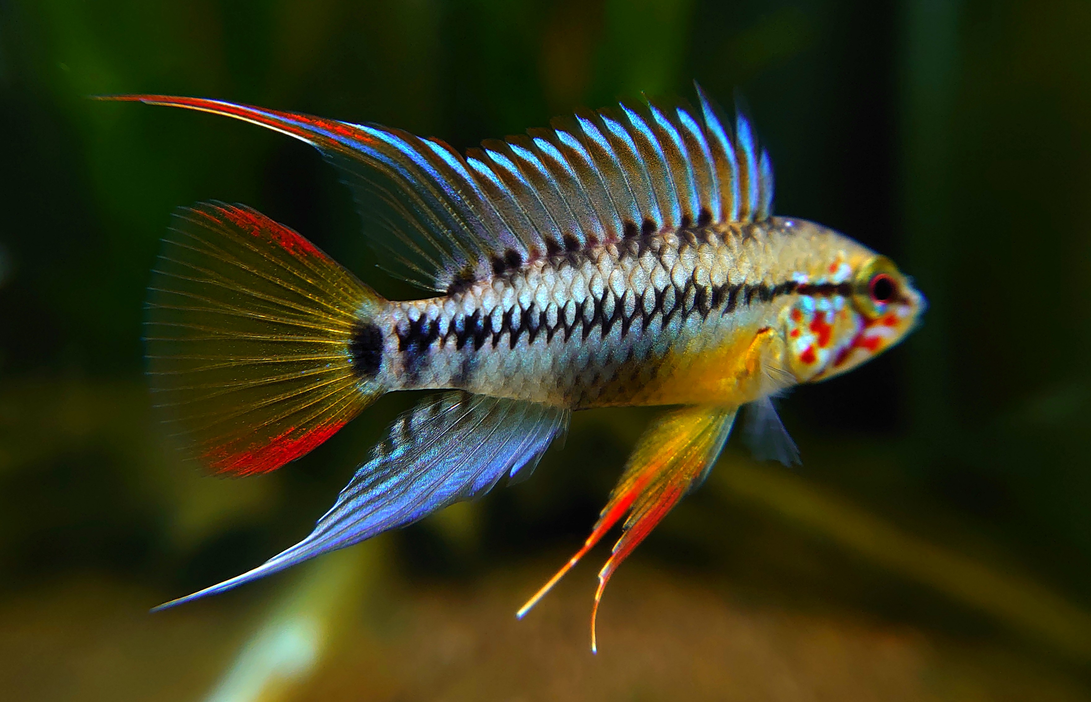 Apistogramma sp. D24