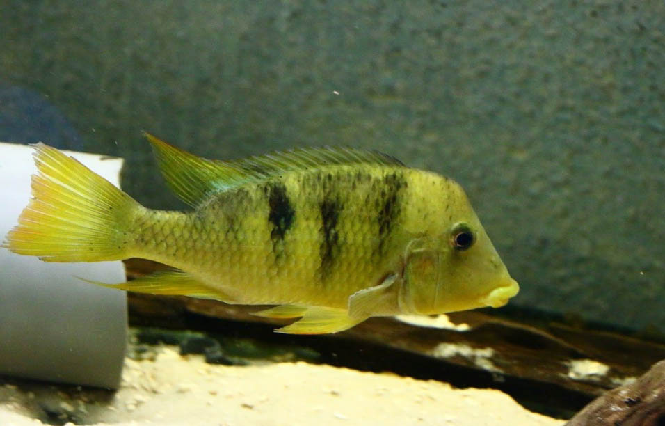 Geophagus pellegrini - Yellow Hump Eartheater