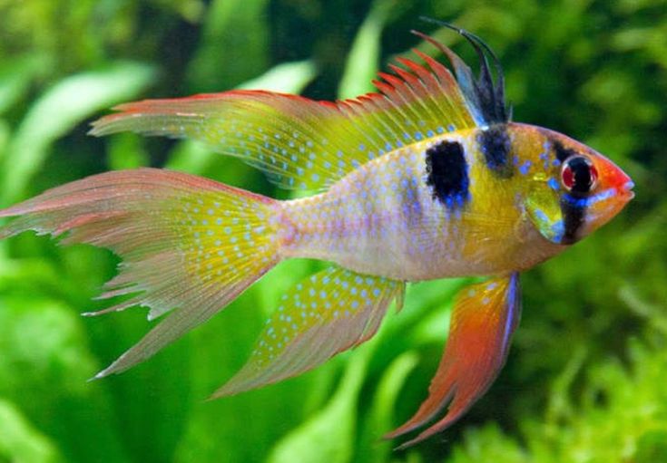 Microgeophagus ramirezi sp. Blue German Longfin