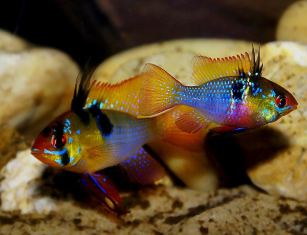 Microgeophagus ramirezi sp. Blue German - German Blue Ram