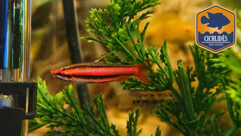 Nannostomus mortenthaleri - Coral Red Pencilfish