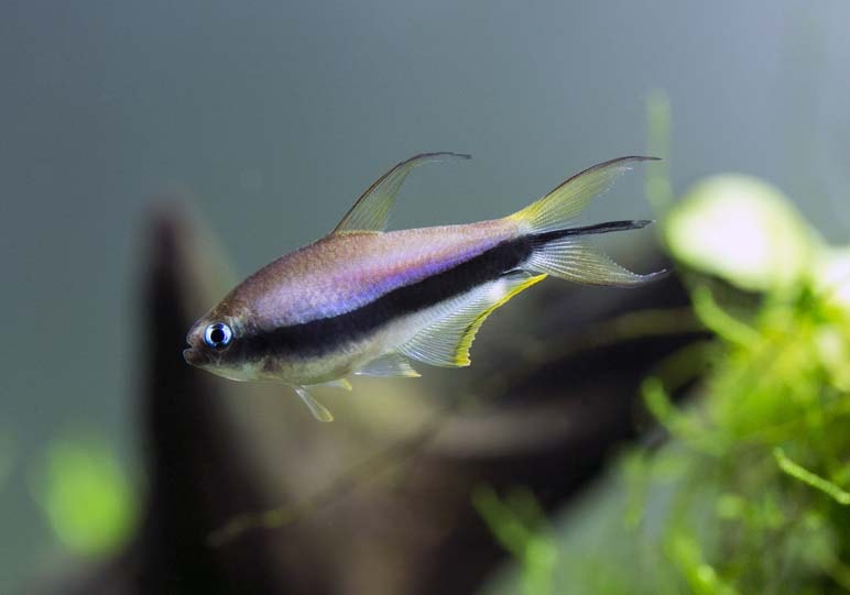 Nematobrycon palmeri - Tetra Empereur