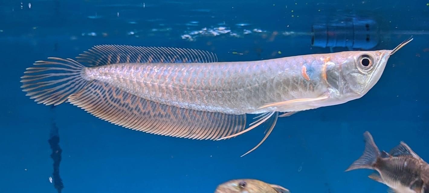 Osteoglossum bicirrhosum - Silver Arowana