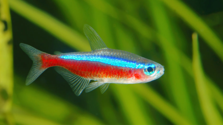 Paracheirodon axelrodi - Cardinal Tetra