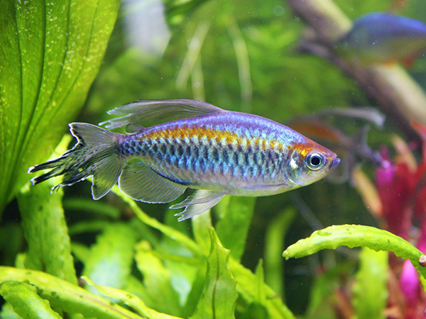 Phenacogrammus interruptus - Congo Tetra