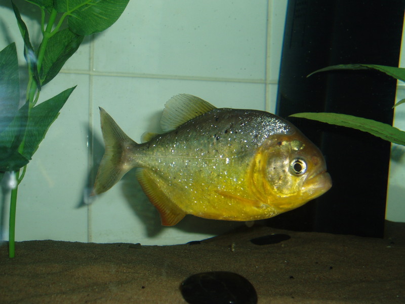 Pygocentrus ternetzi