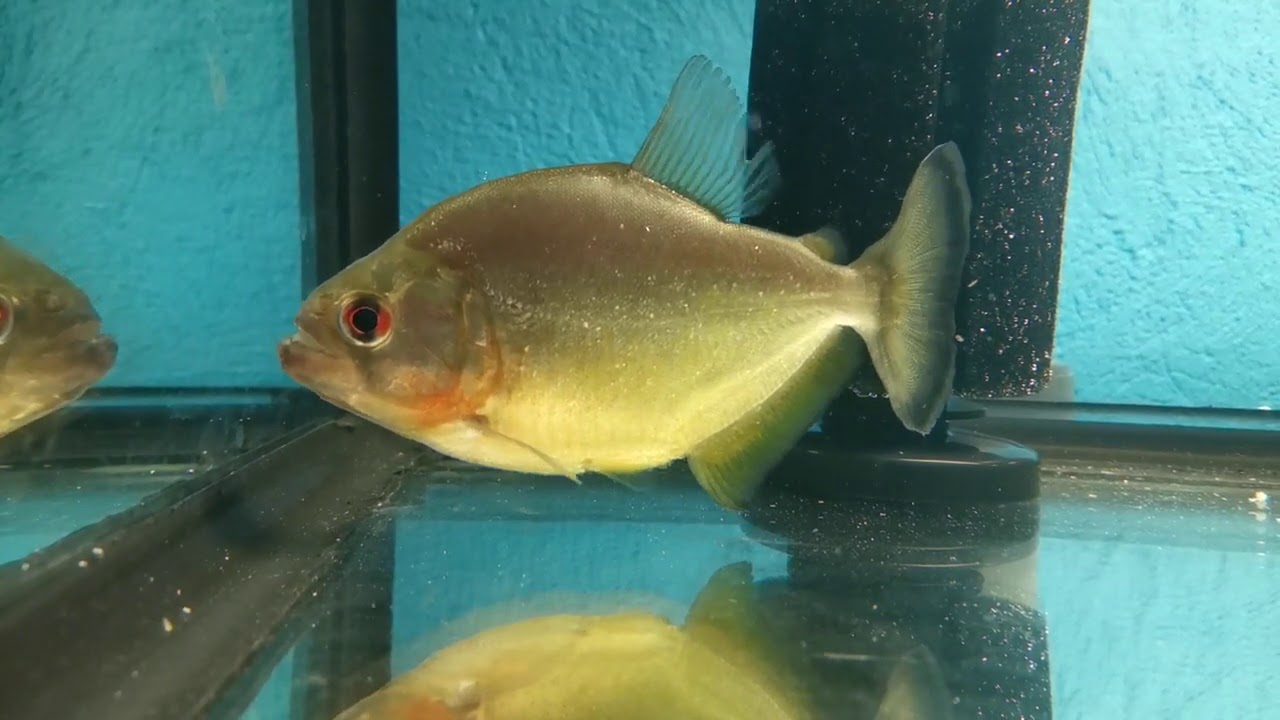 Serrasalmus spilopleura - Ruby Red
