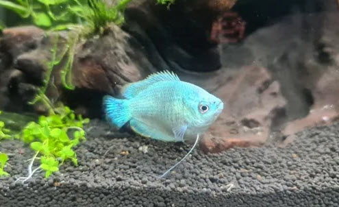 Trichogaster lalius - Dwarf Blue Gourami