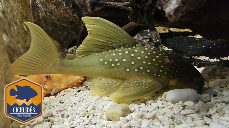 Baryancistrus demantoides L-200 - Green Phantom