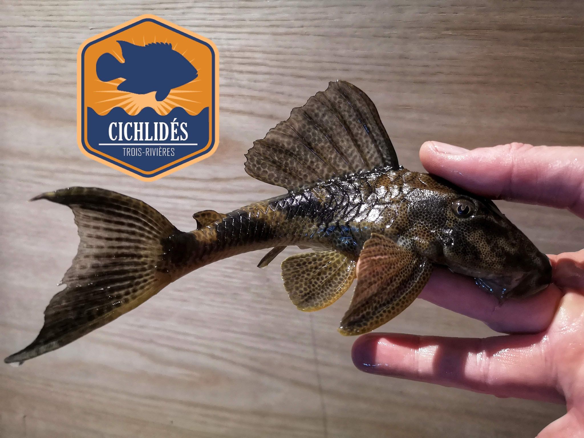 Hypostomus sp. Rio Jamanxim Spotted