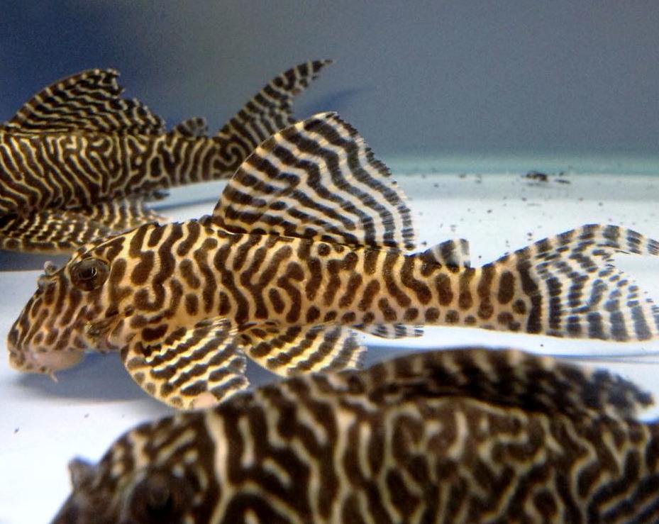 Hypancistrus sp. L-066 - King Tiger