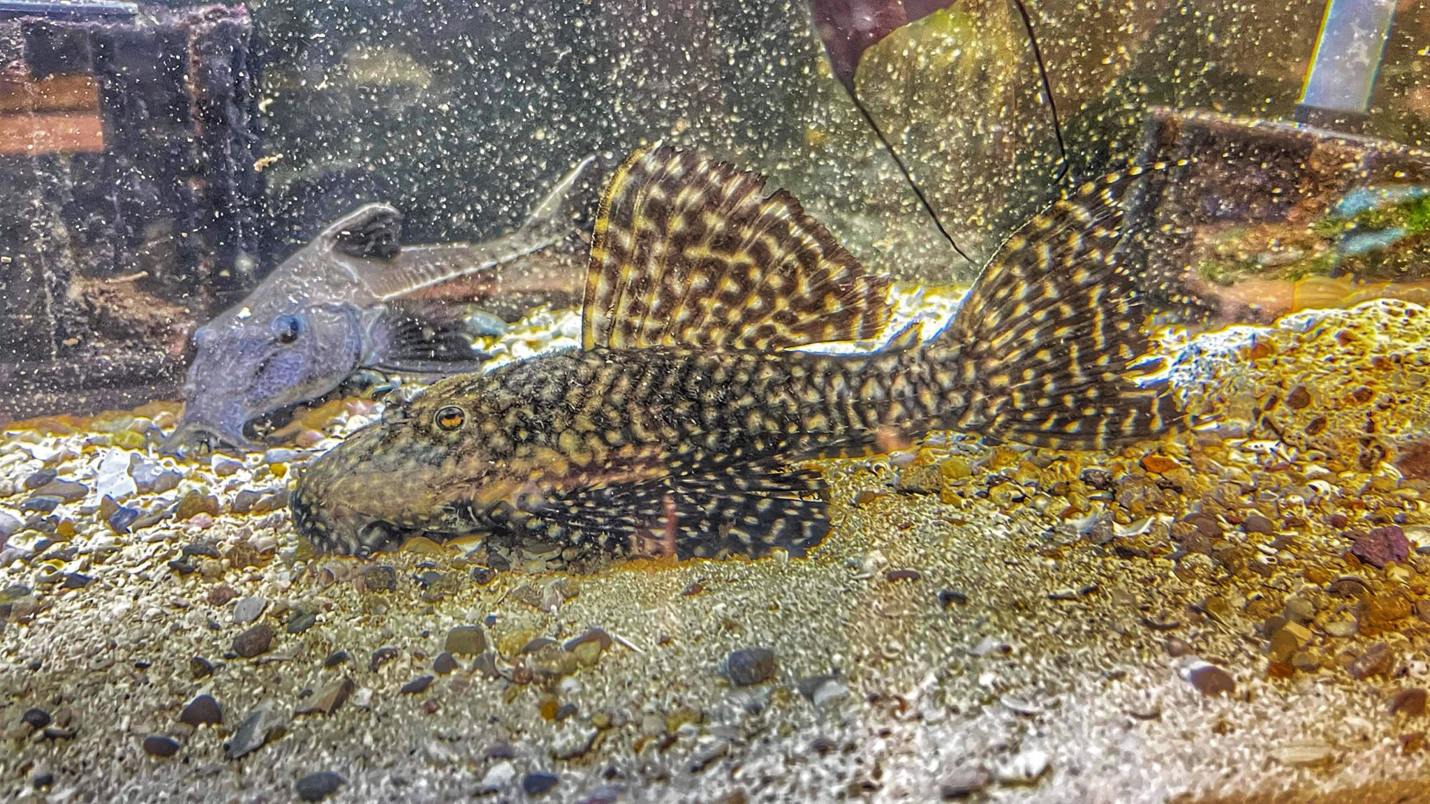 Pseudacanthicus sp. L-520 - Alenquer Cactus