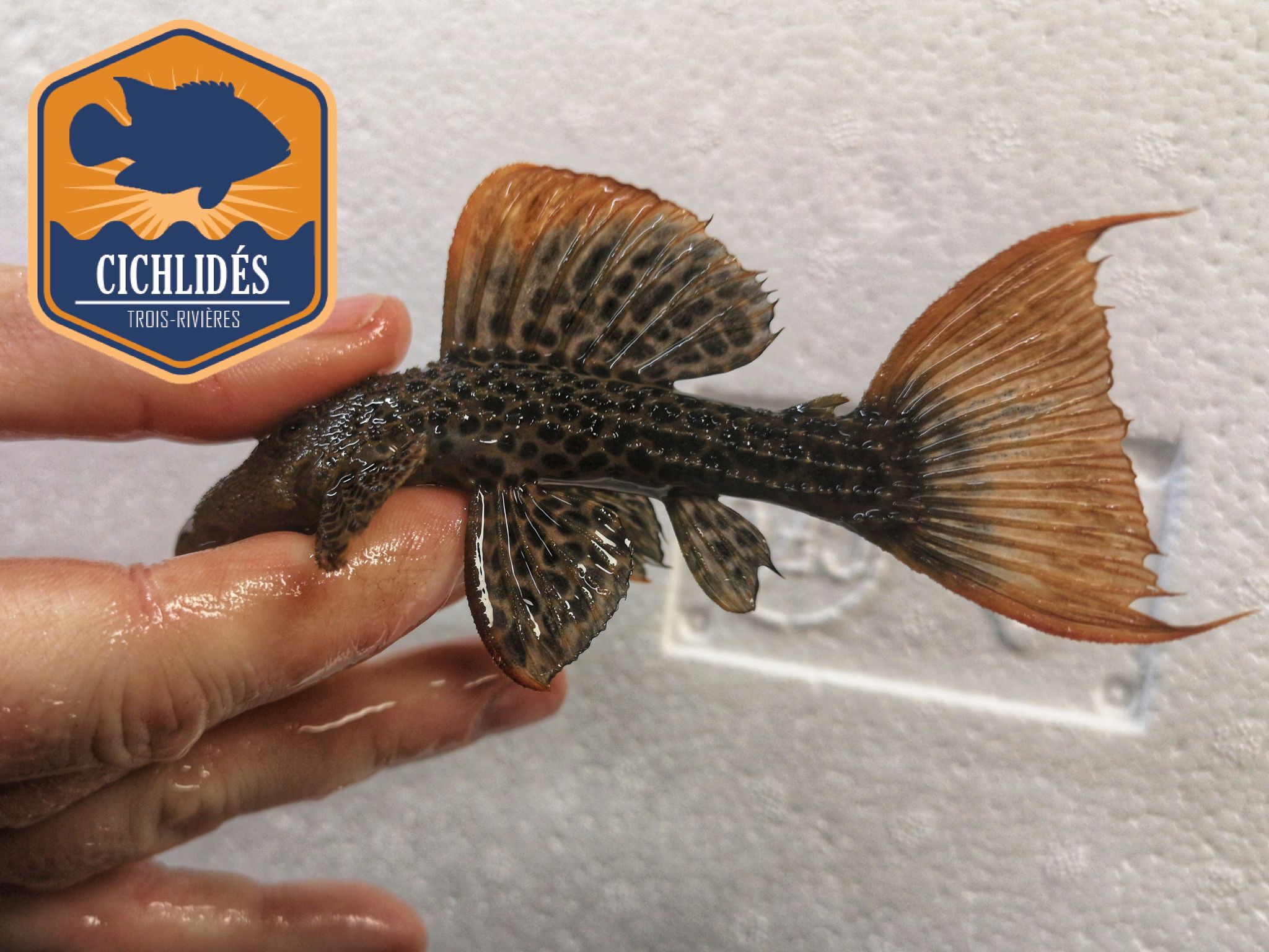 Pseudacanthicus leopardus L-600 - Leopardus Cactus