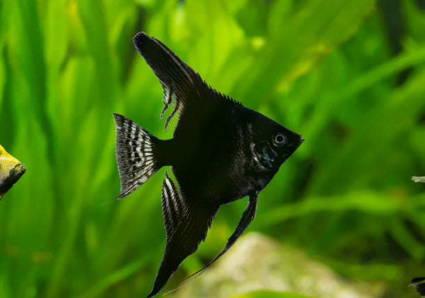 Pterophyllum scalare - Black / Black Tiger
