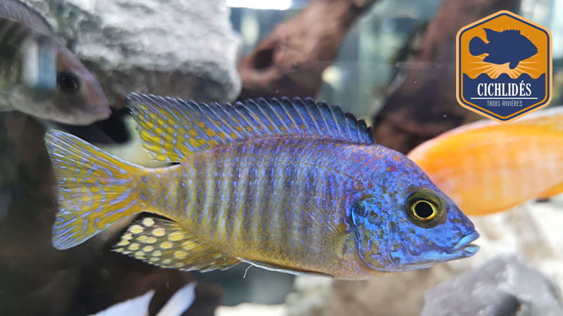 Aulonocara hueseri - Midnight