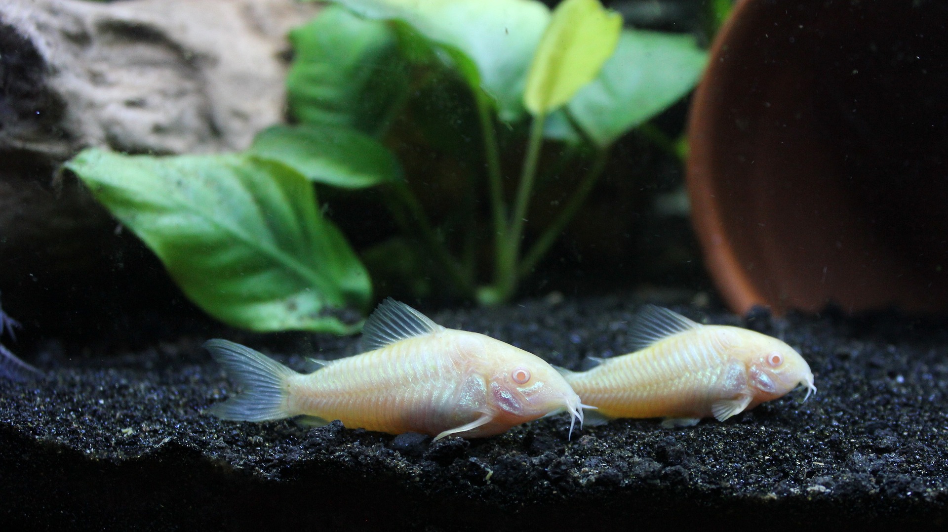 Osteogaster aeneus var. - (Corydoras aeneus) Albino