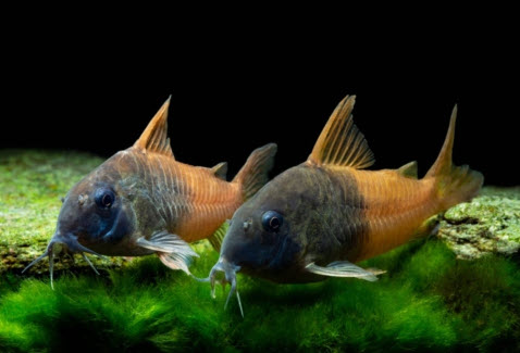 Hoplisoma sp. CW-217 - Rio Tomo Concolor Cory