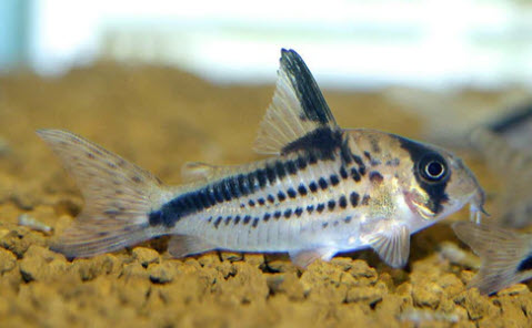 Hoplisoma loxozonus - (Corydoras loxozonus)