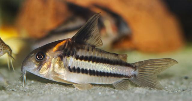 Corydoras Super Parallellus CW-127