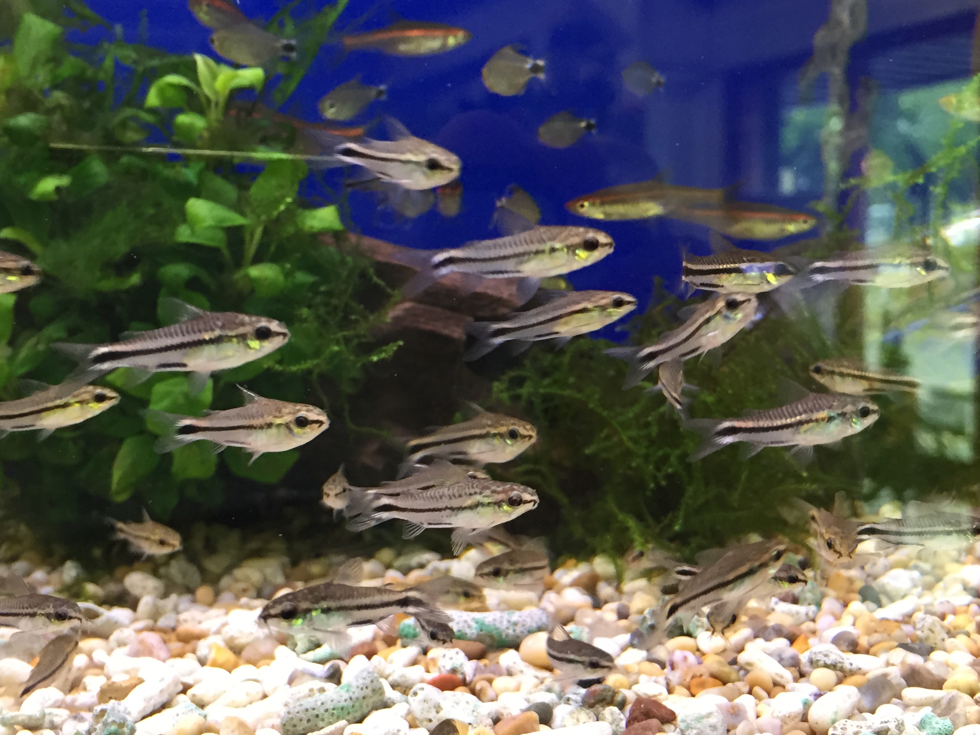 Gastrodermus pygmaeus - (Corydoras pygmaeus)
