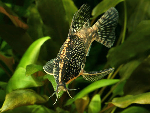 Scleromystax barbatus - Banded Cory