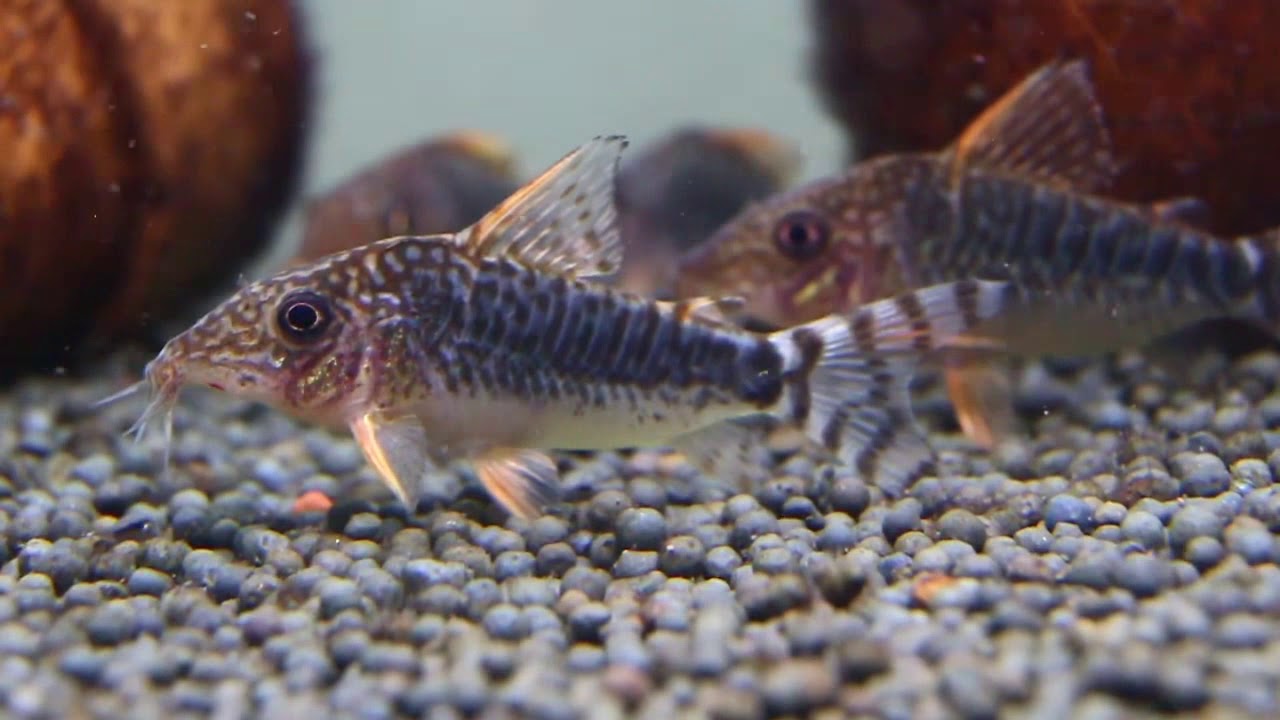 Brochis seussi - (Corydoras seussi)