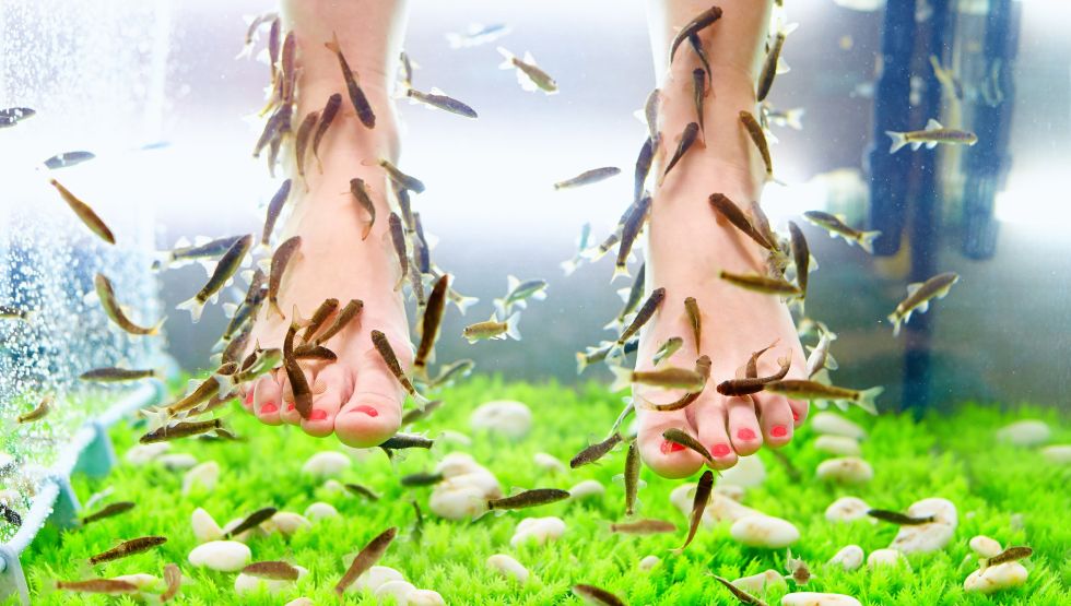 Garra rufa - Doctor Fish