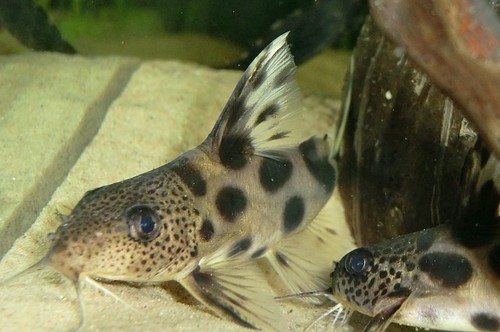 Synodontis decorus - Clown African Catfish