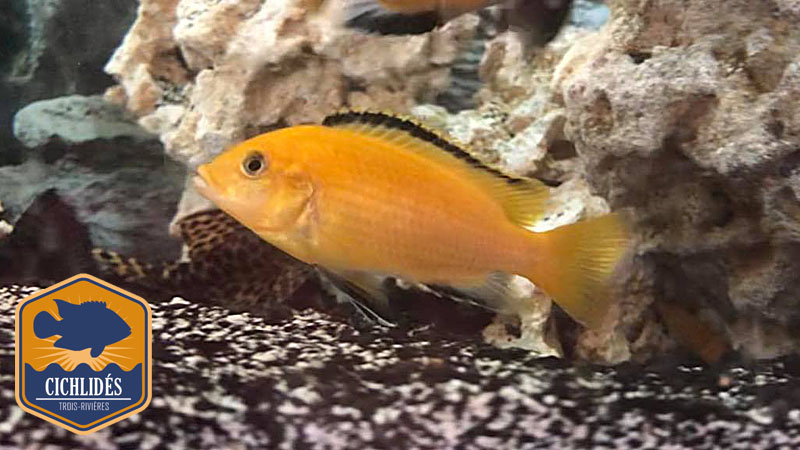 Labidochromis careuleus - Yellow Lab