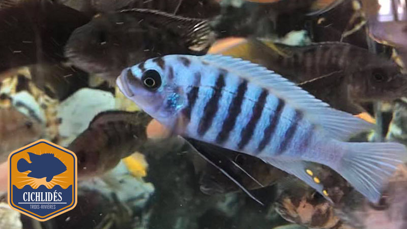 Metriaclima sp. fainzilberi Chilumba - Maison Reef