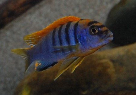 Labidochromis Hongi - Red Top Kimpuma