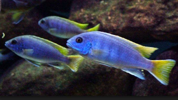 Pseudotropheus sp. Acei Msuli - Yellow Tail