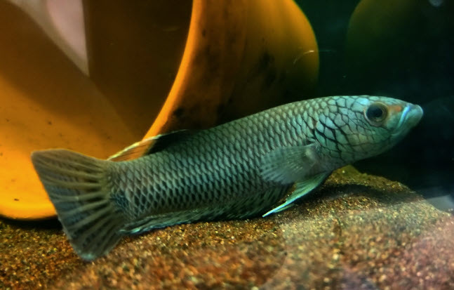 Betta sp. Antuta