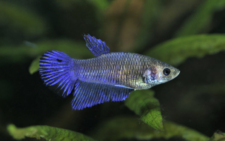 Betta splendens (Fem) - Female Betta