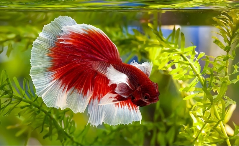 Betta splendens - Halfmoon, Plakat, Double ou Crowntail