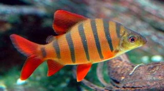 Distichodus sexfasciatus