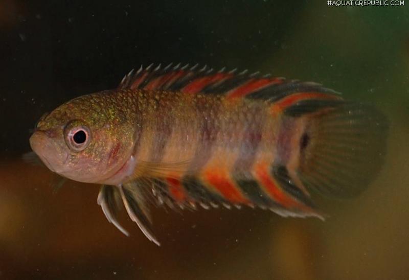 Microctenopoma ansorgii - Ornate Ctenopoma