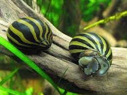 Neritina natalensis - Zebra Nerite